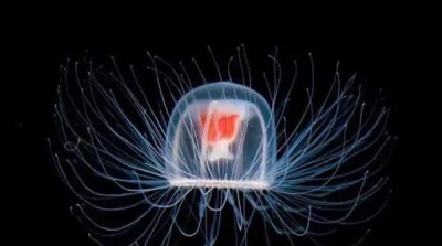 ​寿命最长的海洋生物排名：海葵排第四，灯塔水母会永生