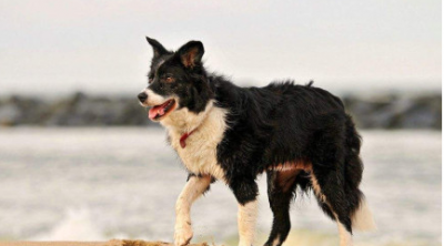 ​十大巨型犬排行 什么巨型犬适合家庭养