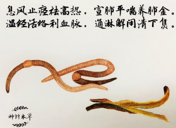 地龙是什么动物，地龙又叫什么名字