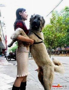 ​人和兽的区别在于什么（人和兽的本质区别在于什么）