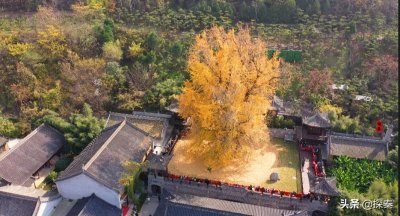 ​李世民种的银杏树在哪里（相传李世民种的银杏树在哪）