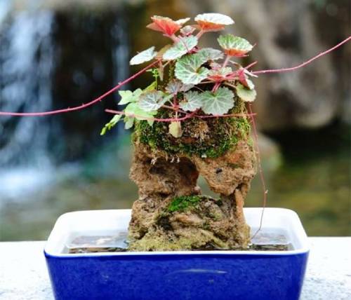 虎耳草