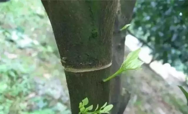 柑橘各种病虫害（种植柑橘的三个管理行为）(4)