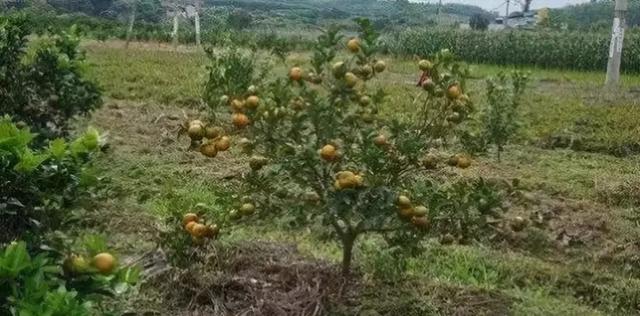 柑橘各种病虫害（种植柑橘的三个管理行为）(1)