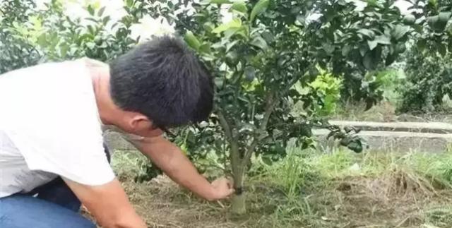 柑橘各种病虫害（种植柑橘的三个管理行为）(3)