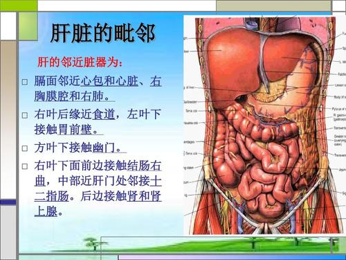 肝在身体哪个位置