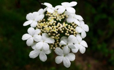 ​琼花的养殖方法-琼花的特征