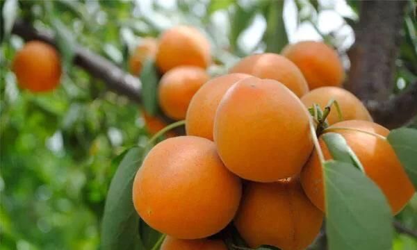 桃子是凉性还是热性，桃子是凉性还是热性？图4