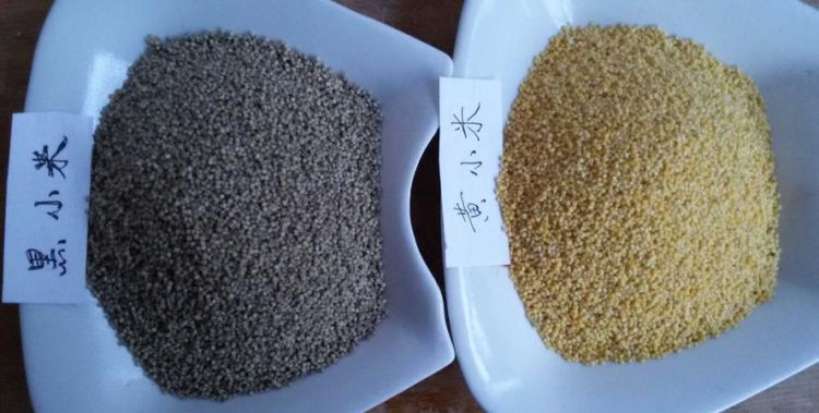 黑小米和黄小米的区别的功效与作用