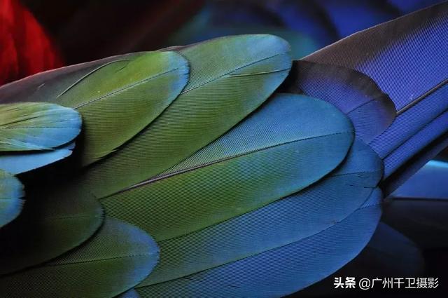 手机普通拍照如何拍摄出微距效果（8招学懂手机微距摄影）(6)