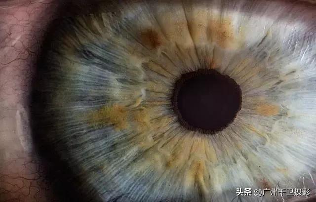 手机普通拍照如何拍摄出微距效果（8招学懂手机微距摄影）(10)