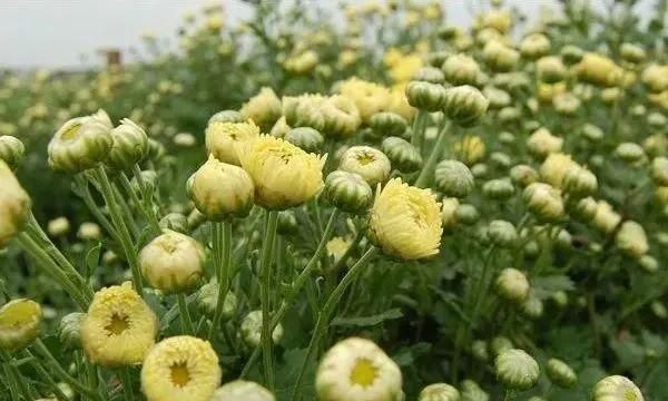 白露吃什么，明代湖北白露时节吃什么？图9