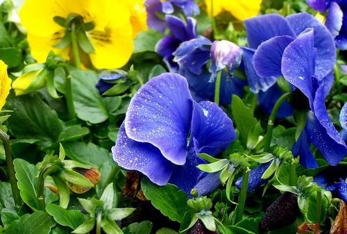 2月开什么花有哪些
