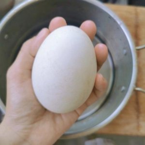 ​鹅蛋煮多长时间能煮熟（鹅蛋煮熟需要的时间）