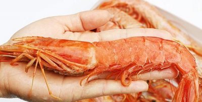 ​海虾的种类，海南大虾的种类？