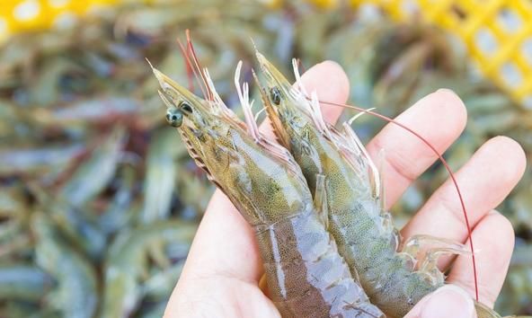 海虾的种类，海南大虾的种类？图3