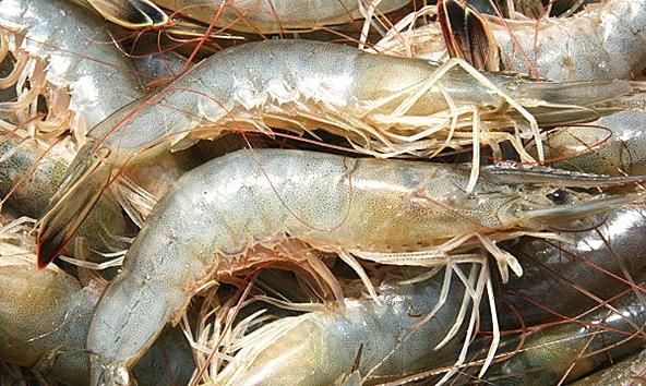 海虾的种类，海南大虾的种类？图7