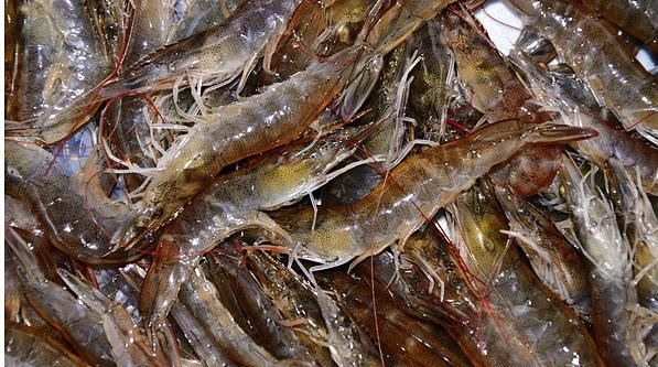海虾的种类，海南大虾的种类？图16