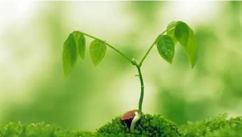 十年树木 百年树人的意思，百尺竿头更进一步十年树木百年树人的意思？图3