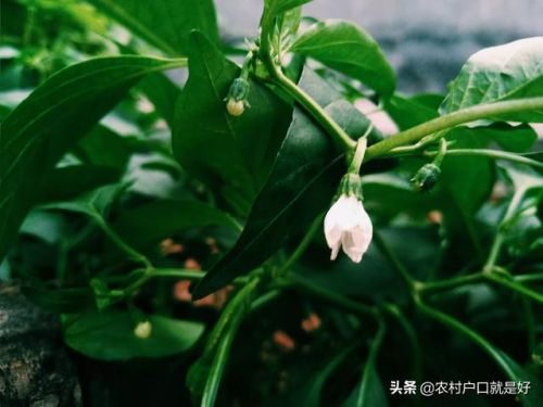 高考第一天结束后的感受 视频_高考第一天结束后的感觉-第1张图片-
