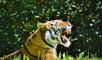 ​老虎牙有什么效率，帮帮老虎逮猎和吃物品/干化妆很帅气