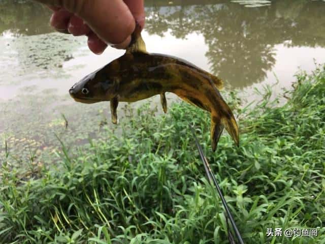 昂刺鱼钓鱼技巧大全（钓昂刺鱼的最佳时间）