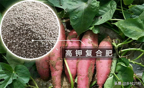 红薯栽上后几天缓苗(红薯苗种在土里的缓苗时间)