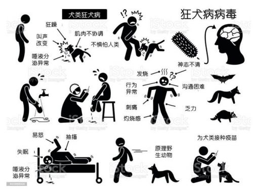狂犬病发病症状前兆还有救吗(猫猫狂犬病发病症状前兆)-第1张图片-
