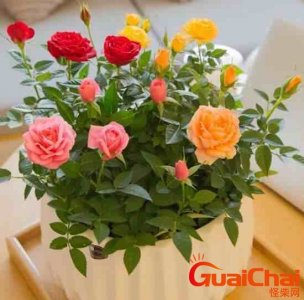 ​玫瑰花的种植方法及养护盆栽 玫瑰花的种植方法及注意事项
