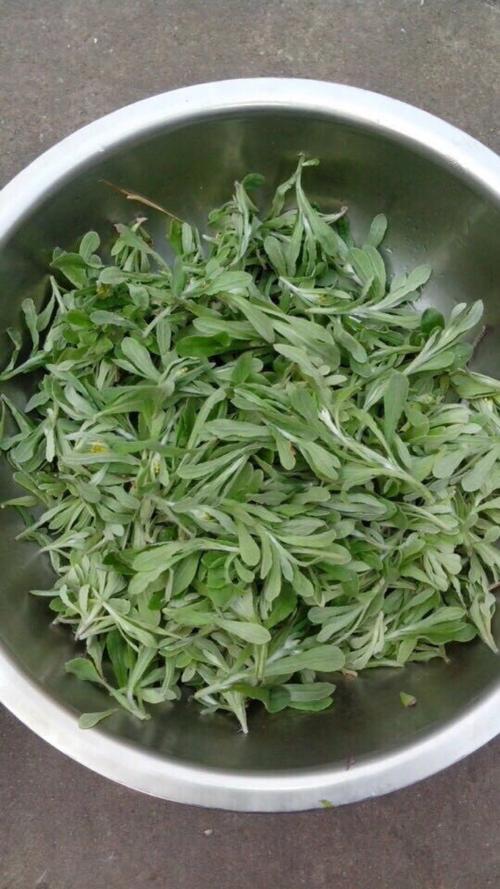 正宗清明菜做法（清明菜大家用它来做青菜团子和草粑粑）