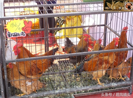 湖北宜昌：商家售廉价风干鸡鸭！狗獾子写成狗欢子，错别字闹笑话