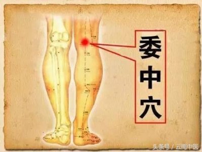 ​委中穴 针灸名家解读：委中穴