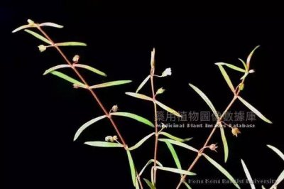 ​百花蛇舌草 白花蛇舌草