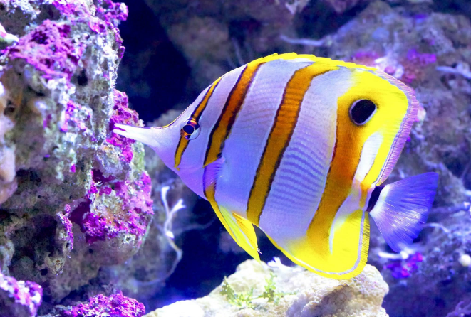 世界十大最漂亮的热带鱼（个个颜值爆表，有你喜欢的吗）