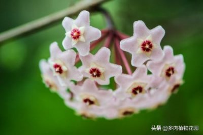 ​球兰的养殖方法（法国球兰的养殖方法）