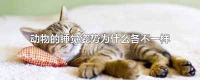 ​动物的睡眠姿势为什么更不一样 为什么动物的睡眠姿势为什么各不一样