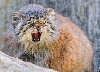 已灭绝的十大猫有哪些 墨西哥无毛猫、俄勒冈州雷克斯猫