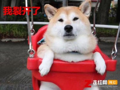 ​我裂开了什么梗什么意思，出自主播冬瓜的网络语