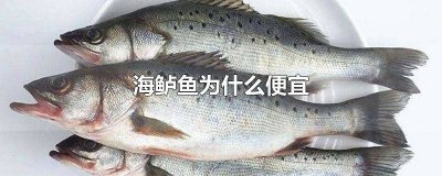 ​海鲈鱼好吗 海鲈鱼好吃还是鲈鱼好吃