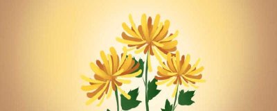 ​菊花可以和哪些一起泡