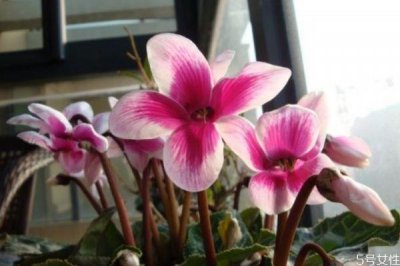 ​什么是兔子花呢 兔子花有什么用呢