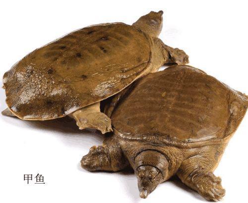 为什么大家吃甲鱼而很少吃乌龟?老板讲出事实