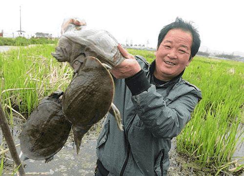 为什么大家吃甲鱼而很少吃乌龟?老板讲出事实