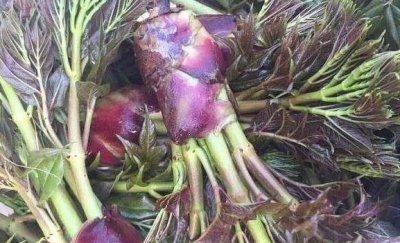​农村老家常见的15种“不知名”野菜，用对都是宝！你都吃过吗？