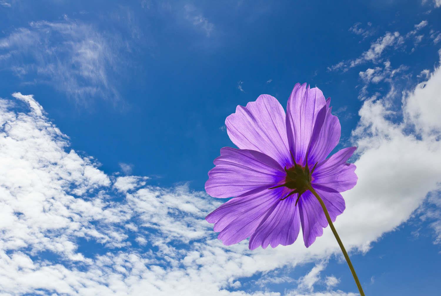 格桑花