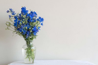 ​飞燕草花期怎么养护