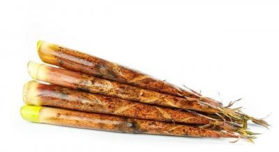 ​26种常见的野菜图片,带你认识生活中那些常见的野菜,快来看看吧