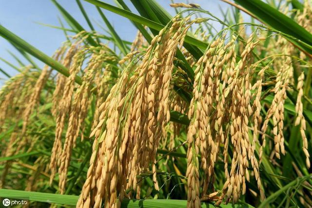 懒人稻可以像韭菜一样 一次种植多茬收割 连续收割30年不成问题
