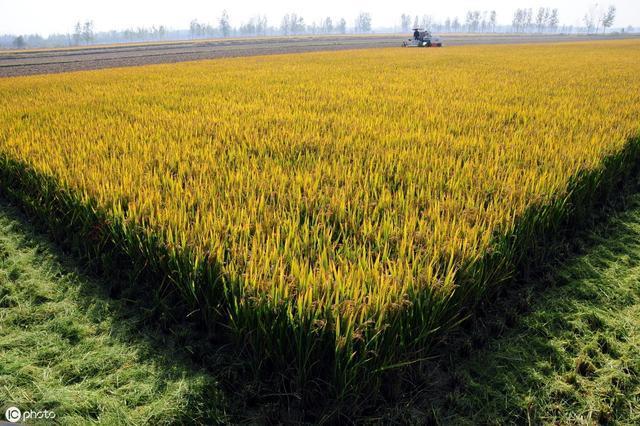 懒人稻可以像韭菜一样 一次种植多茬收割 连续收割30年不成问题
