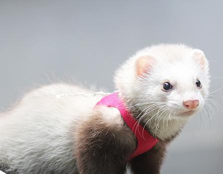 养猫养狗之后，现在流行养宠物貂你知道吗？不是普通水貂哦